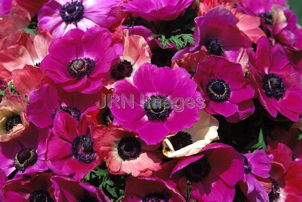 Anemone coronaria 'Mona Lisa'