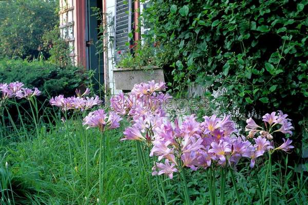 Amaryllis belladonna