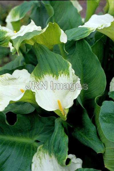 Zantedeschia aethiopica 'Green Goddess'