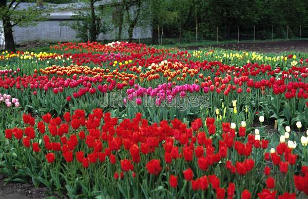 Tulipa mixed kinds