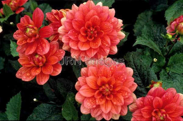 Dahlia 'Berliner Kren'