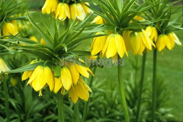 Fritillaria imperialis 'Lutea'