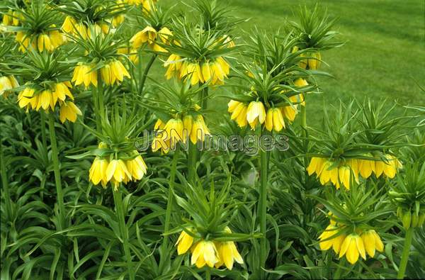 Fritillaria imperialis 'Lutea'