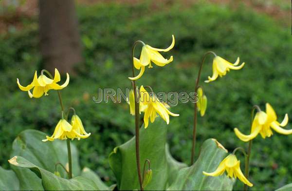 Erythronium hybrid 'Pagoda'