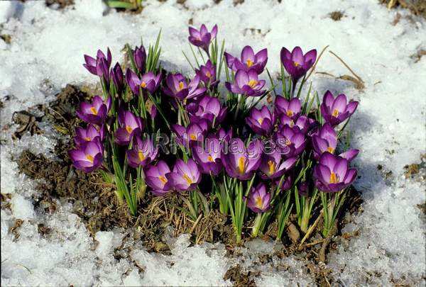 Crocus vernus