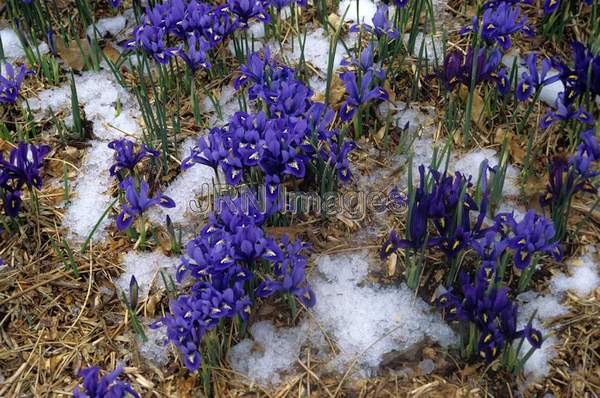 Iris reticulata