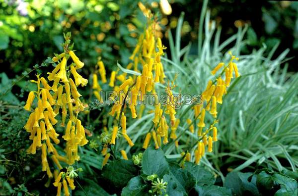 Lachenalia alloides