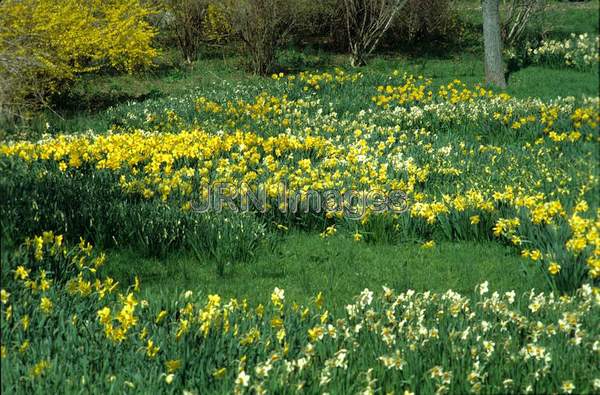 Narcissus naturalized