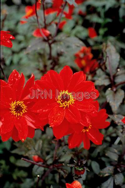 Dahlia 'Bishop of Llandaff'