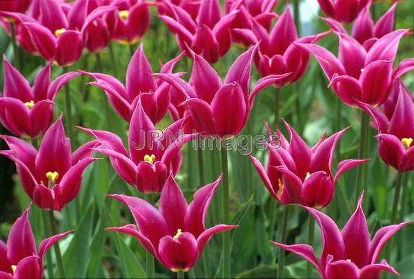 Lily flowered tulip.