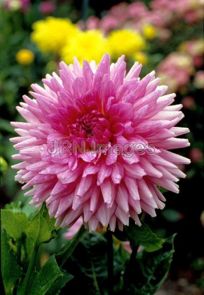 Dahlia 'Solidite'