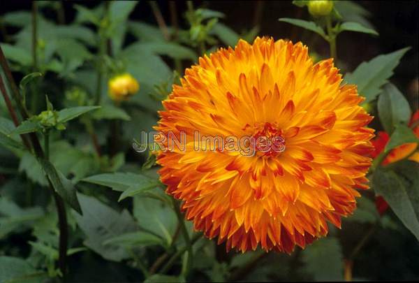 Dahlia 'Procyon'