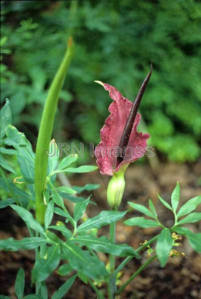 Dracunculus vulgaris