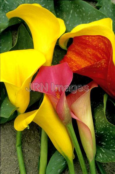 Zantedeschia 'Mixed Colors'