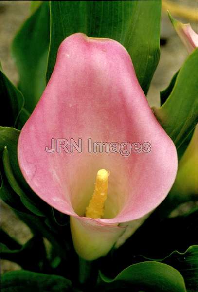 Zantedeschia rehmanii