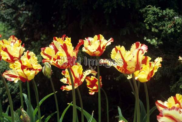 Tulipa 'Flaming Fire'