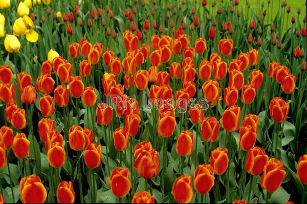 Tulipa 'Queen Wilhelmina'