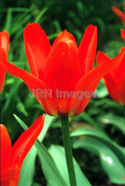 Tulipa fosteriana 'Mme Lefebre'