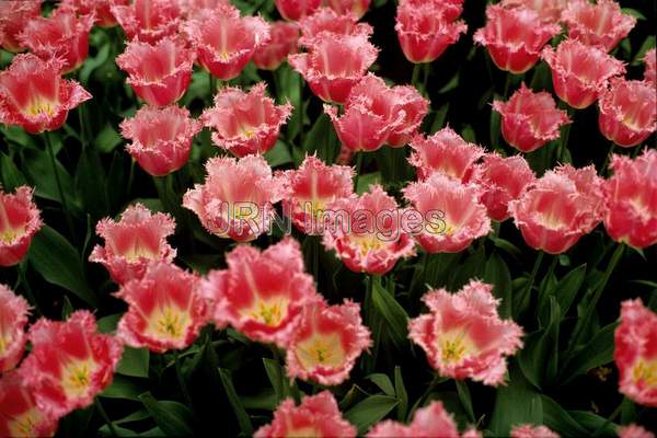 Fringed tulip