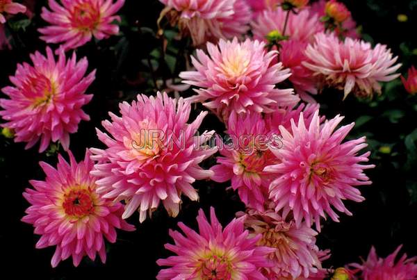 Dahlia 'Herbert Smith'