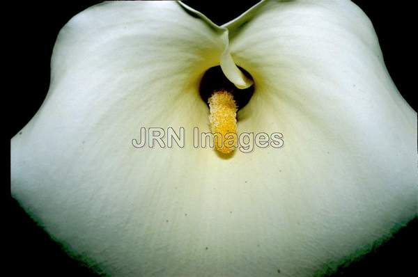 Zantedeschia aethopica