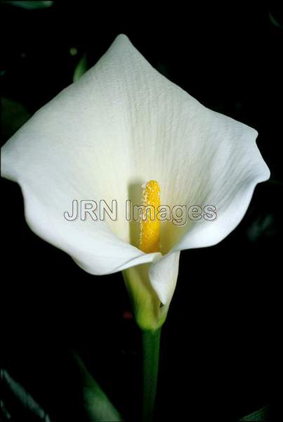 Zantedeschia aethiopica