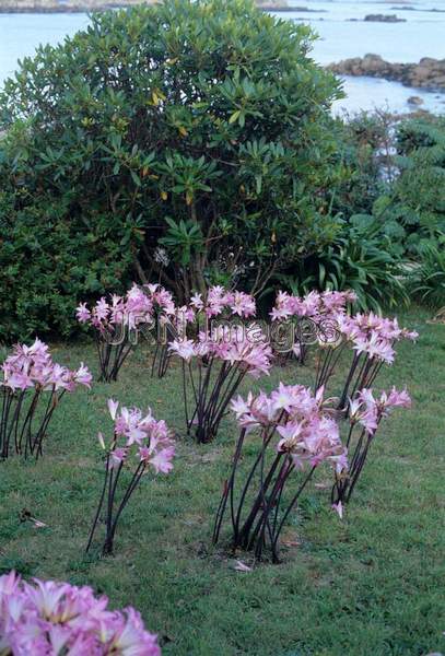 Amaryllis belladonna