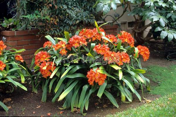 Clivia miniata