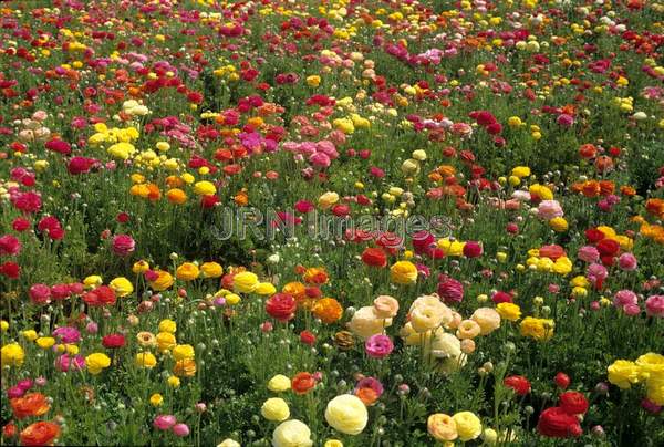 Ranunculus asiatica 'Tecolote'