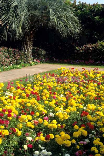 Ranunculus asiatica mixed colors