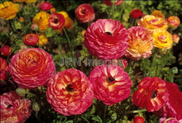 Ranunculus asiatica