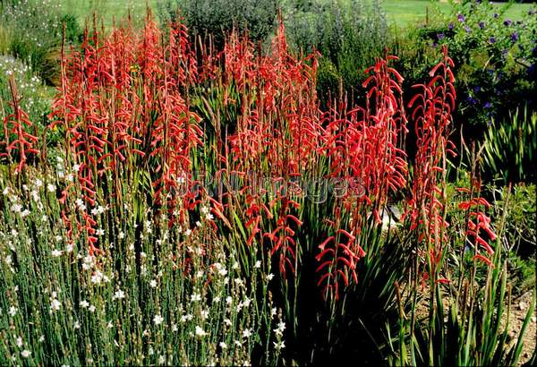 Watsonia aletroides