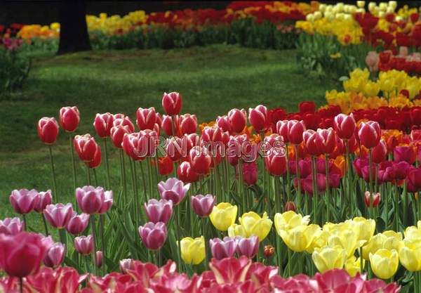 Tulipa mixed kinds