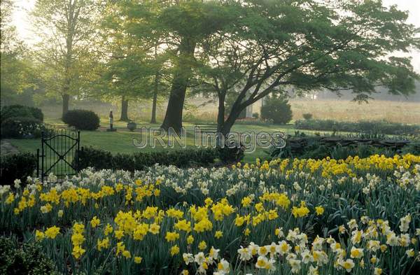 Narcissus mixed colors