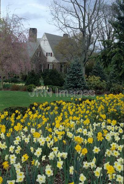 Narcissus naturalized