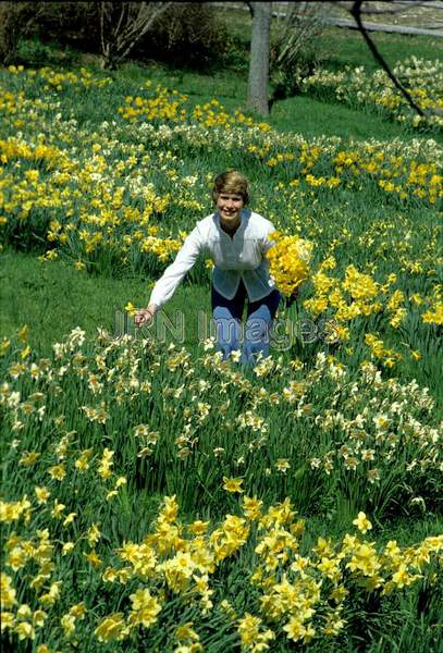 Narcissus naturalized