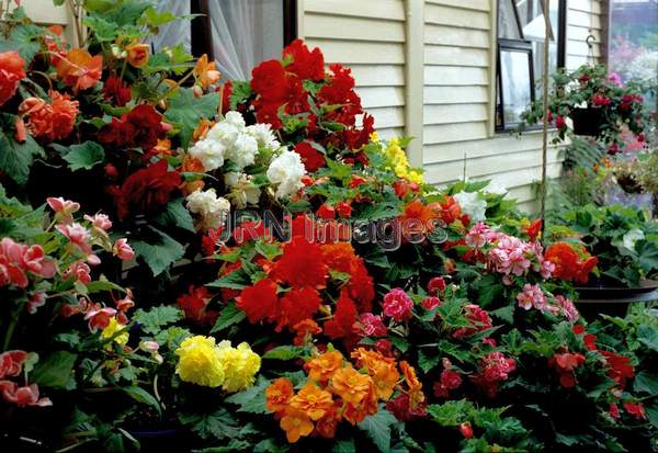 Begonia x tuberhybrida