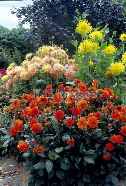 Dahlia 'Orange Nugget'