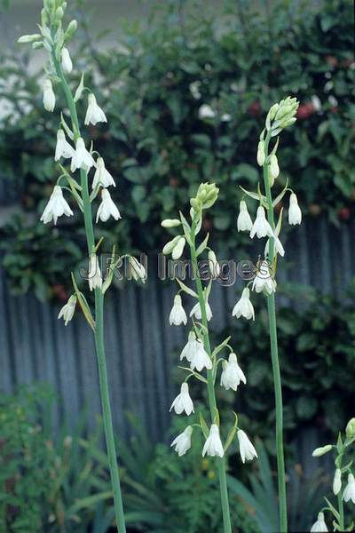 Galtonia candicans