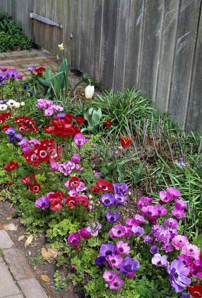 Anemone coronaria 'St. Brigid'