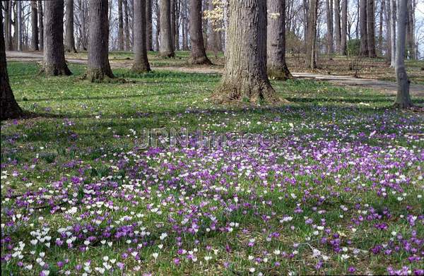 Crocus vernus