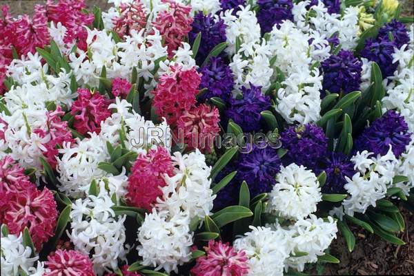 Hyacinthus orientalis