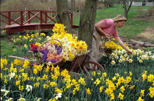 Narcissus naturalized