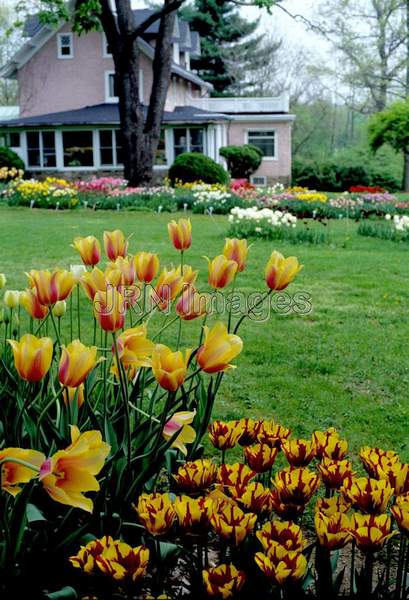 Tulipa 'Blushing Lady'