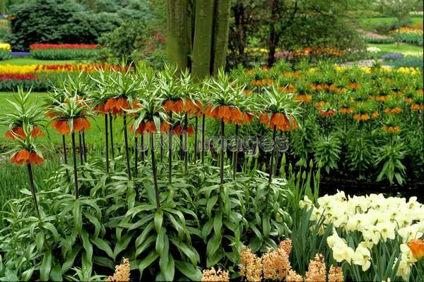 Fritillaria imperialis