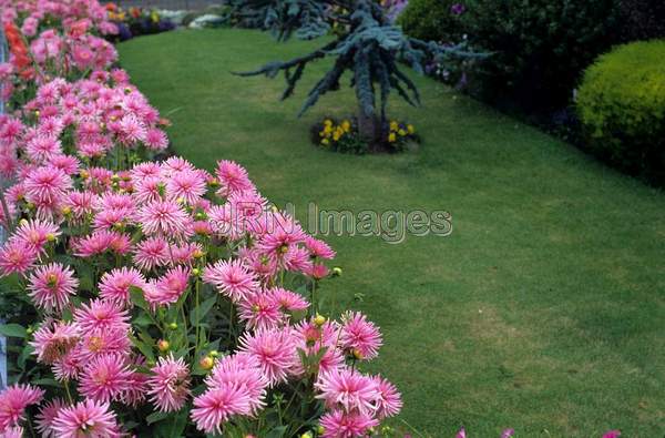 Dahlia 'Park Princess'