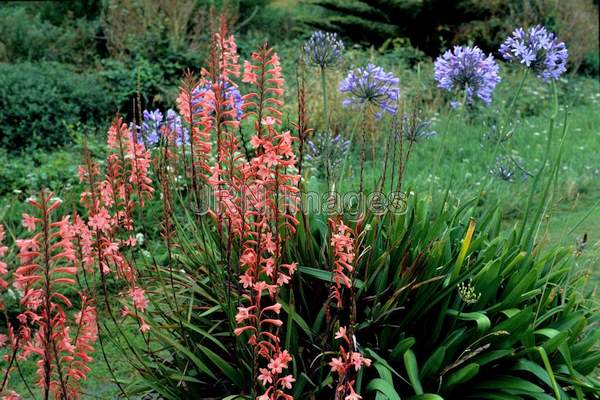 Watsonia beatricis