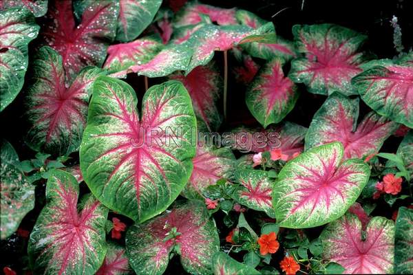 Caladium bicolor