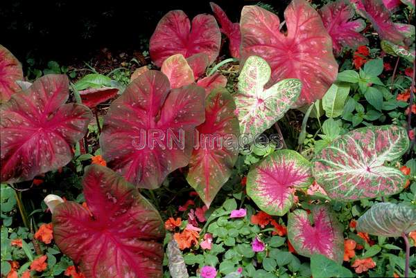 Caladium x hortulinum