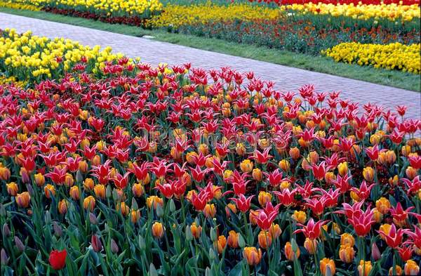 Tulipa 'Queen of Sheba'